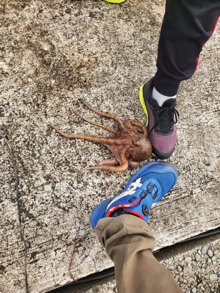 タコおったぞ！